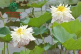 Hoa Sen