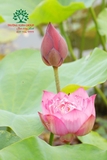 Hoa Sen
