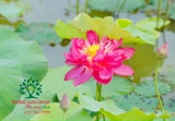 Hoa Sen