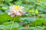 Hoa Sen