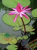 Hoa Súng