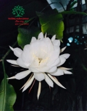 Hoa Quỳnh
