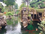 Hồ cá Koi 57