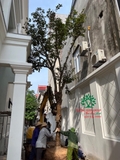 Thi công thực tế 104