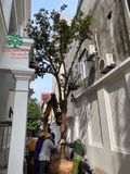 Thi công thực tế 104