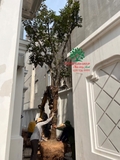 Thi công thực tế 104