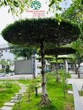 CÂY SANH
