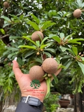 Cây Hồng Xiêm