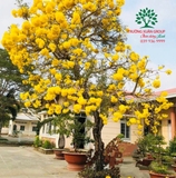 CÂY CHUÔNG VÀNG
