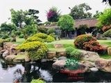 Hồ cá Koi 59