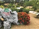 Sân vườn 62
