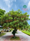 Cây Lộc Vừng