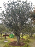 CÂY HOA MỘC HƯƠNG