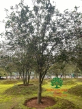 CÂY HOA MỘC HƯƠNG