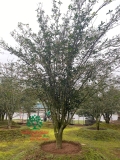 CÂY HOA MỘC HƯƠNG