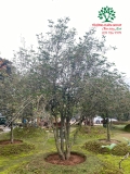 CÂY HOA MỘC HƯƠNG
