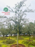 CÂY HOA MỘC HƯƠNG