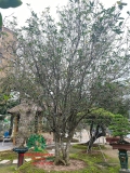 CÂY HOA MỘC HƯƠNG