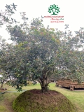CÂY HOA MỘC HƯƠNG
