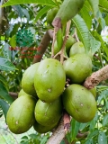 CÂY CÓC