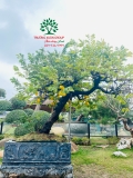 Cây Khế