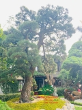 Tùng La Hán