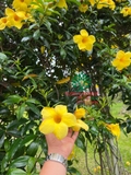 Hoa Huỳnh Anh
