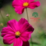 Hoa Cánh Bướm