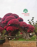 CÂY HỒNG PHỤNG