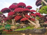 CÂY HỒNG PHỤNG