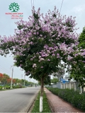 Cây Bằng Lăng