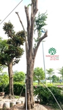 Thi công thực tế 107