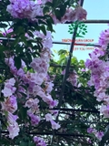 Cây Bằng Lăng
