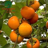 CÂY HỒNG GIÒN