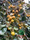 CÂY HỒNG GIÒN