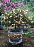 CÂY HOA MẪU ĐƠN TA (TRUYỀN THỐNG)