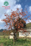 CÂY HỒNG GIÒN