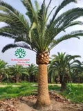 CÂY CHÀ LÀ
