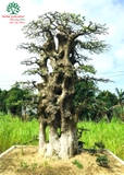 CÂY DUỐI