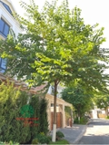 HOA BAN