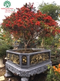 HOA ĐỖ QUYÊN