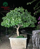 Cây Hoa Nguyệt Quế