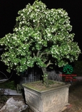 Cây Hoa Nguyệt Quế