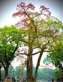 CÂY GẠO
