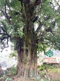 Cây Khế