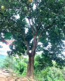 CÂY BƯỞI