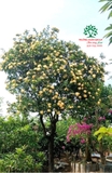 CÂY HOA MẪU ĐƠN TA (TRUYỀN THỐNG)