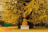 CÂY NGÂN HẠNH