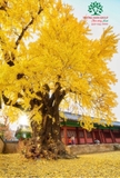 CÂY NGÂN HẠNH