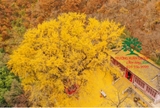 CÂY NGÂN HẠNH